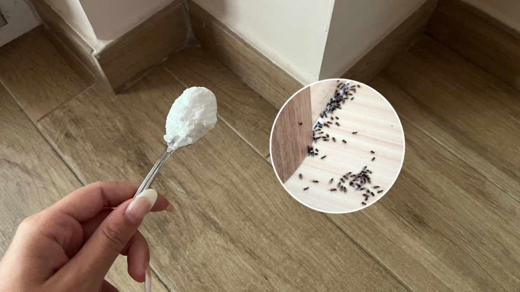 Hormigas, el método infalible para deshacerte de ellas por 1 euro: desaparecen al instante