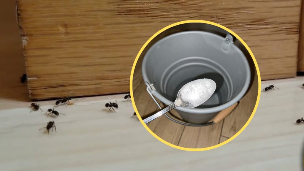 Hormigas en la casa, limpia el suelo con este ingrediente: nunca vuelven
