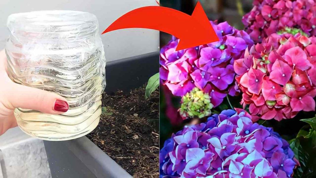 Hortensia, echa un vaso de vinagre en la maceta: plantas más bonitas en 24 horas