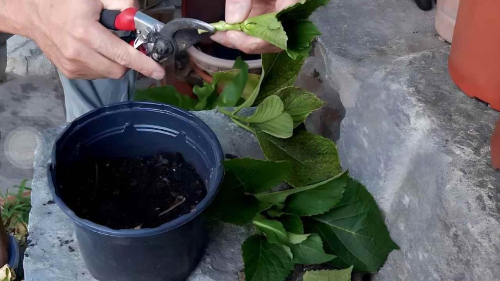 Hortensias, cómo multiplicarlos mediante esquejes: solo así podrás reproducirlos infinitamente