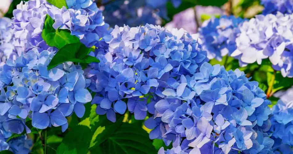 Hortensias, solo una taza para hacerlos azules: usa este truco mágico