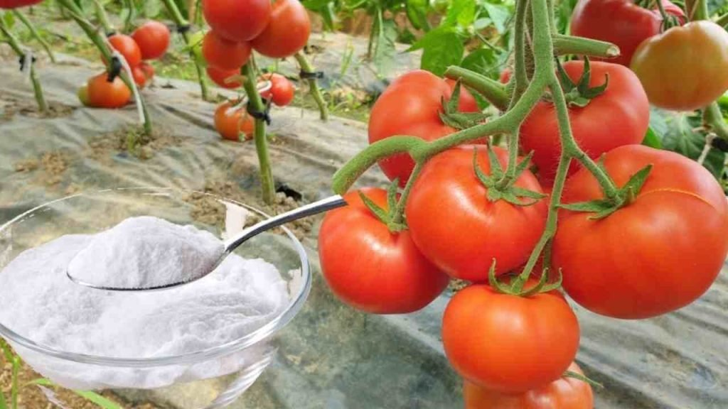 Huerto, aquí está la única protección natural fuerte contra enfermedades y parásitos