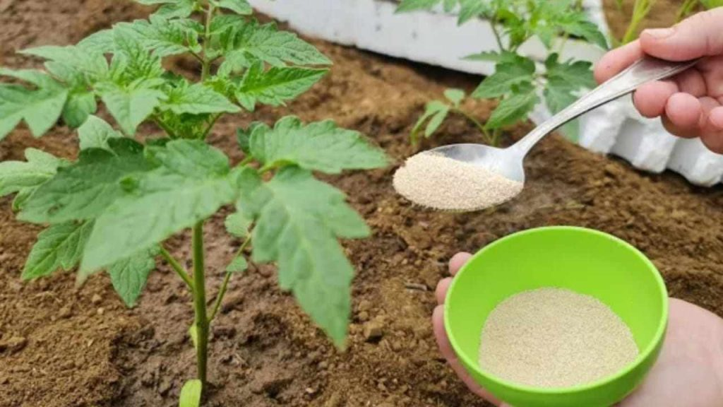 Huerto de verduras, agrégalo después de plantar si deseas un mejor desarrollo de raíces