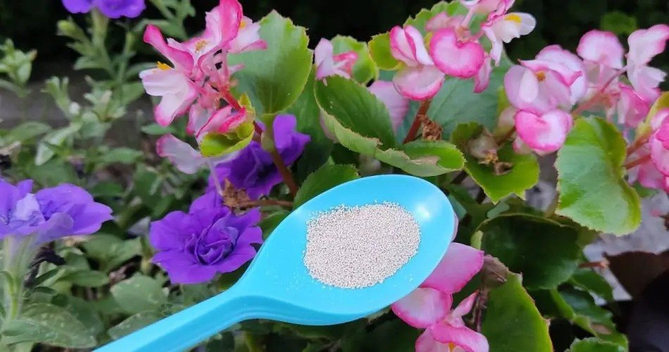 Impulso de Floración de Verano: ¡Brinde a sus flores este tratamiento indispensable para floraciones exuberantes!