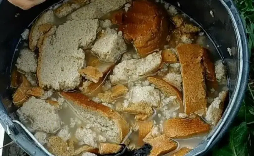 Incluso los pepinos « muertos» crecen rápido y dan muchos frutos después de ser alimentados con esto.