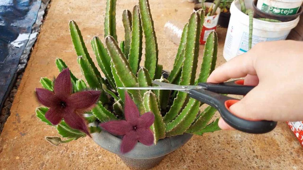 Kaktus, pero pocos eran conscientes de esta técnica infalible