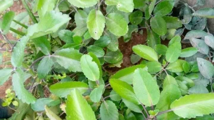 Kalanchoe Pinnata – La planta con muchos beneficios