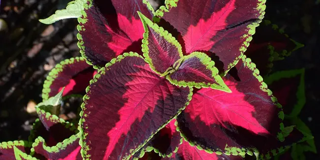 La forma más sencilla de cultivar Coleus en macetas y hacerlo más colorido