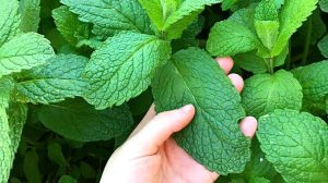 La guía definitiva para cultivar menta en abundancia sin esfuerzo