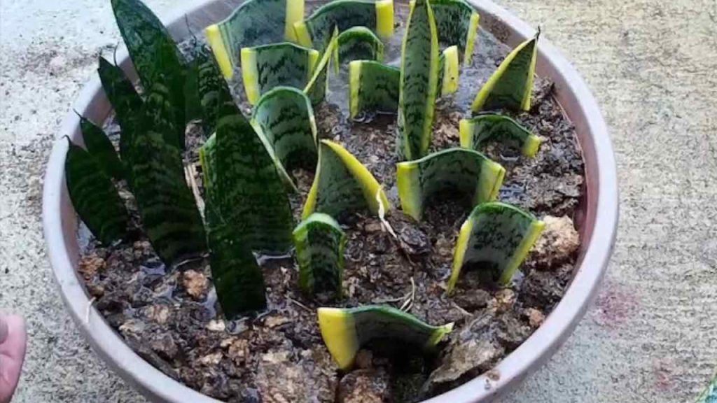 La lengua de la suegra, cómo reproducirla interminablemente: el método real utilizado en los jardines de infancia