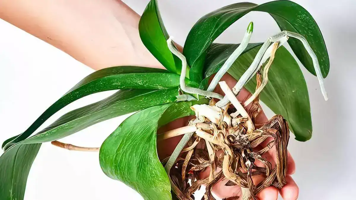 La mayoría de las personas colocan la orquídea en el lugar equivocado, por eso no florece