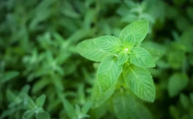 La menta es una planta con múltiples beneficios