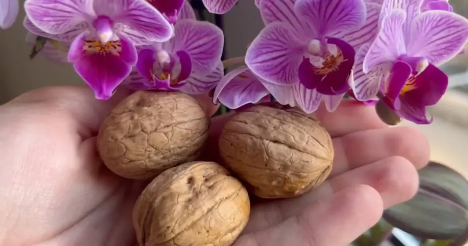 La orquídea florece con este método natural: incluso los viveristas lo usan