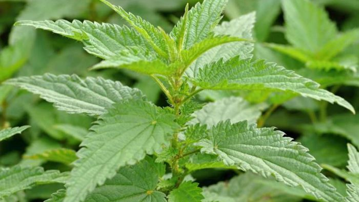 La ortiga es una planta con varios beneficios