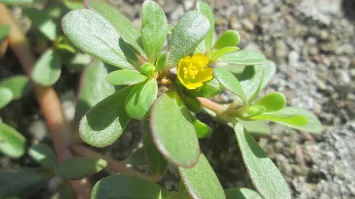 La portulaca es una planta con varios beneficios