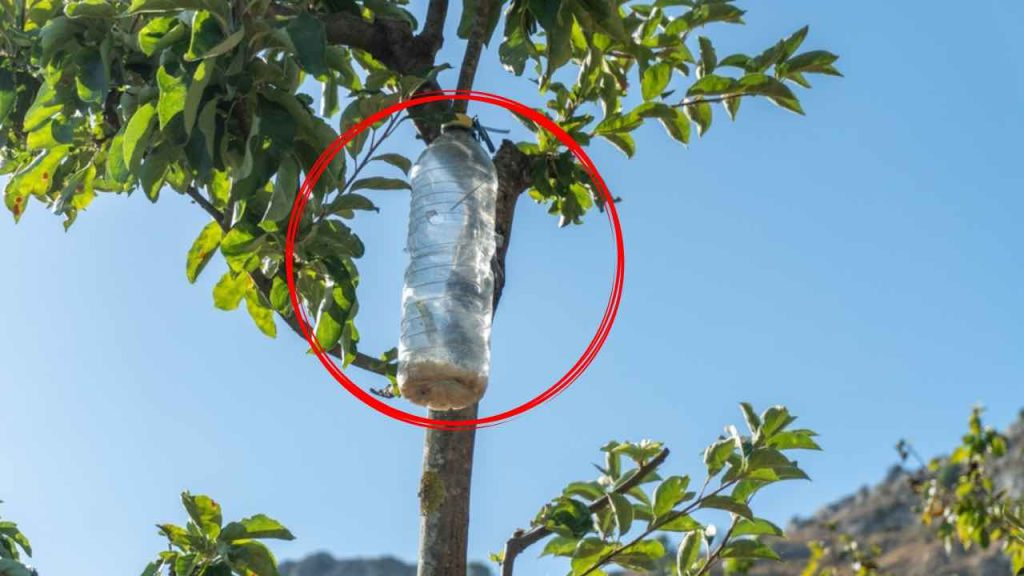 La razón inesperada para colgar botellas de plástico en los árboles