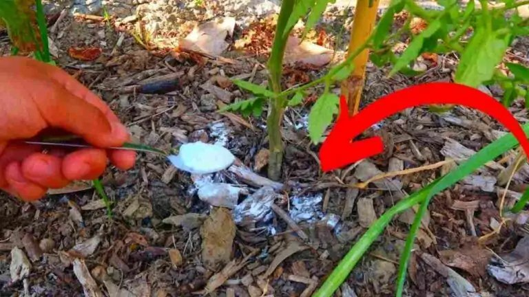 La razón inesperada por la que se recomienda dar bicarbonato a las plantas