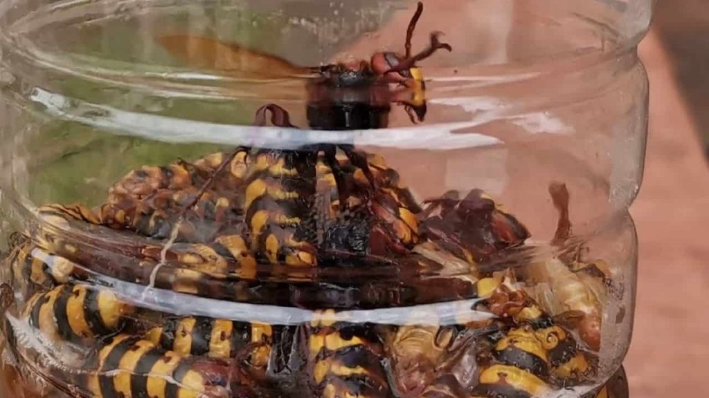 La trampa infalible con ingredientes naturales para eliminar avispas y avispones