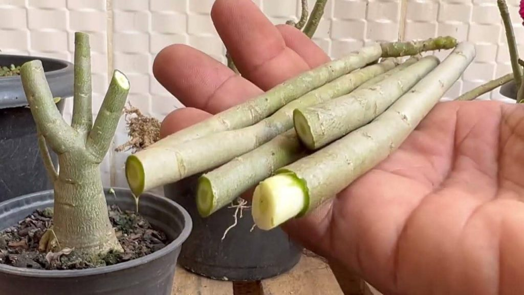 La única técnica para desarraigar ramas de rosa sin gastar ni un euro