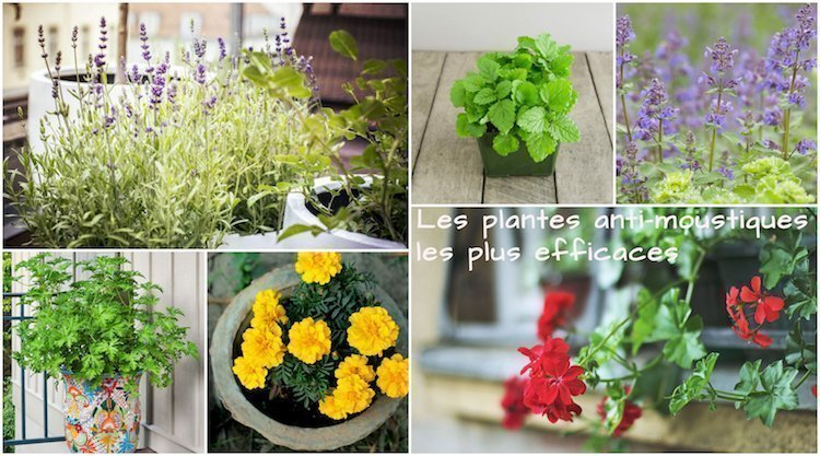 Las 13 mejores plantas repelentes de mosquitos para ahuyentar intrusos de forma natural