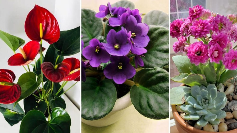 Las 9 plantas más bonitas que florecen abundantemente incluso en interiores