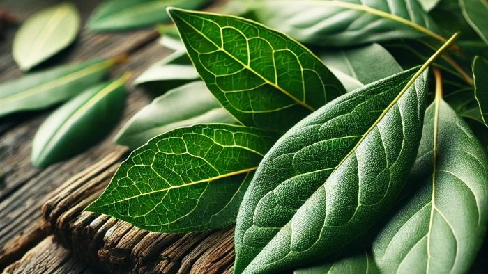 Las hojas de laurel esconden un tesoro poco conocido, y te encantará