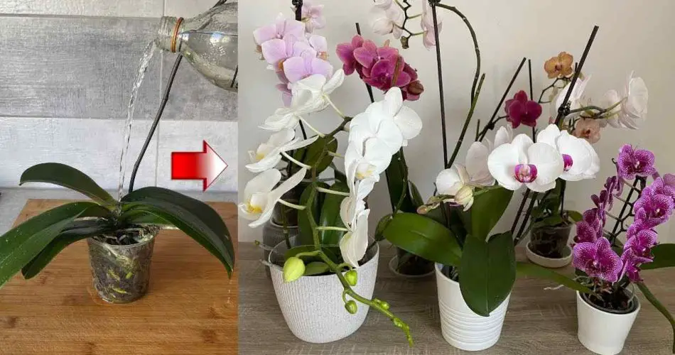 Las orquídeas, solo duran toda la vida si las riegas así: siempre exuberantes
