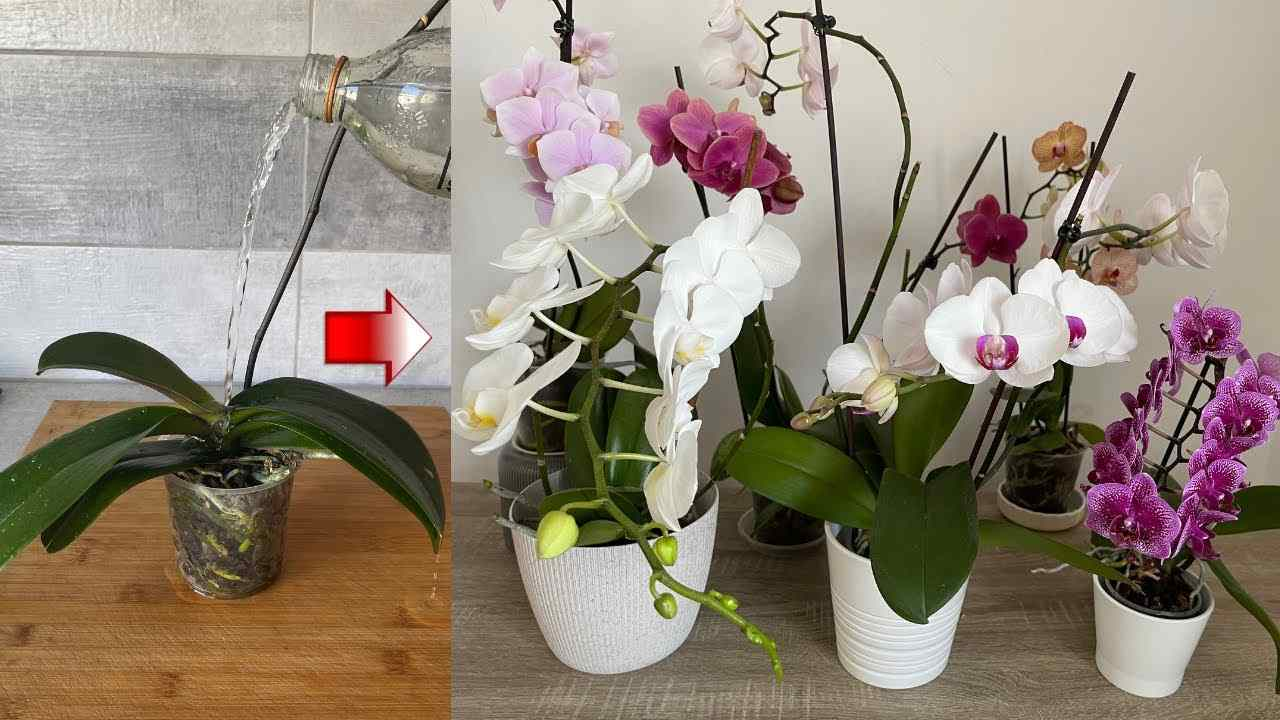 Las orquídeas, solo si las riegas así, duran toda la vida: siempre exuberantes