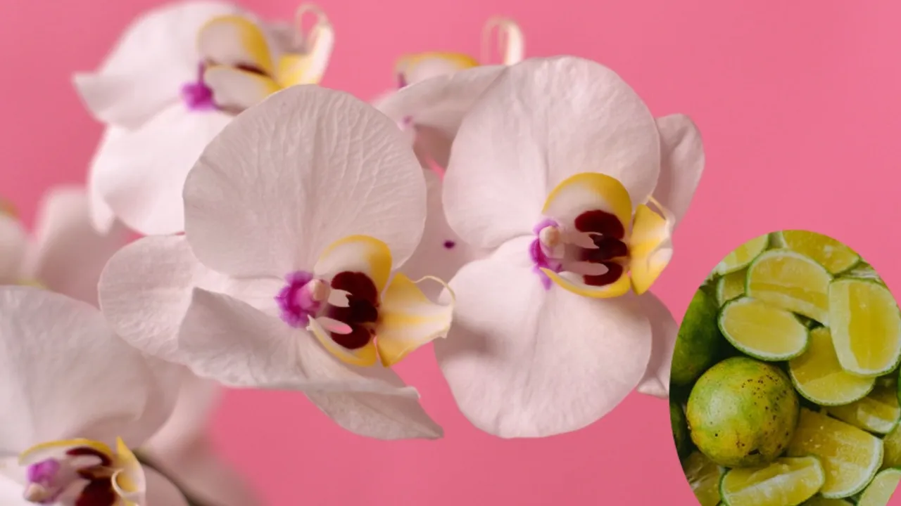 Las ventajas inesperadas de regar sus orquídeas con jugo de limón