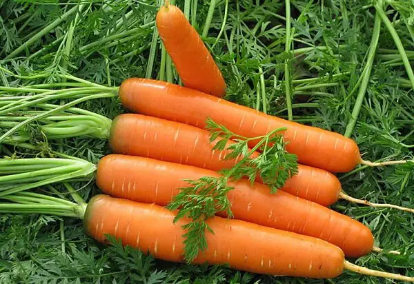 Las zanahorias crecerán grandes, suaves, jugosas y dulces: 3 comidas clave para una excelente cosecha