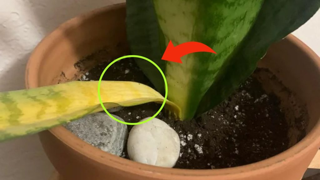 Lengua de suegra, si ya tiene hojas amarillas, puedes solucionarlo inmediatamente haciendo esto