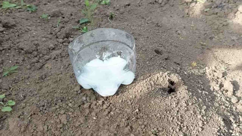 Libérate de las hormigas con este método biológico — nunca volverán