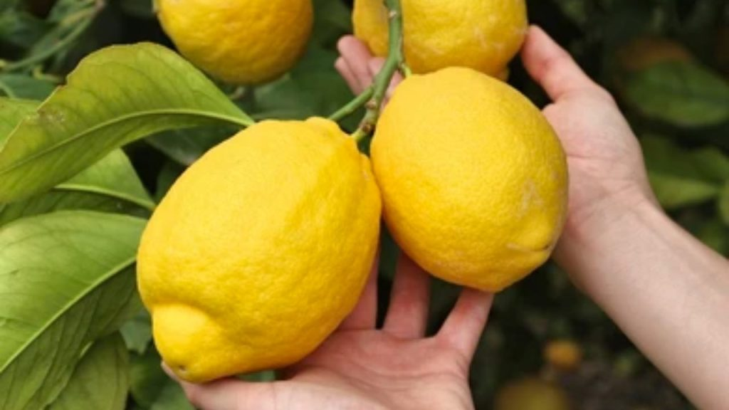 Limones siempre grandes y jugosos según el antiguo método campesino: pruébalo ahora