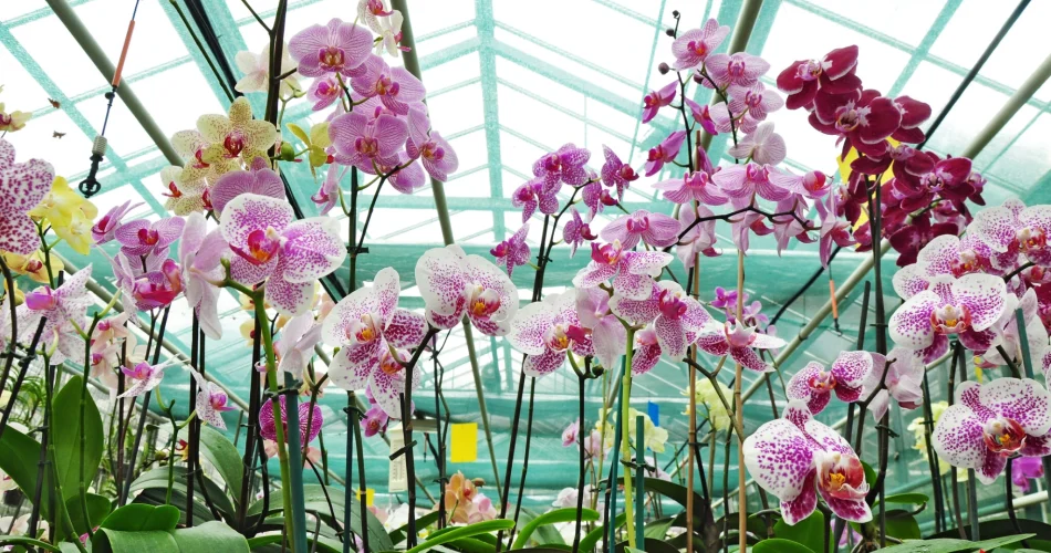 Lo que debe hacer para tener una orquídea saludable. Evite completamente estos errores