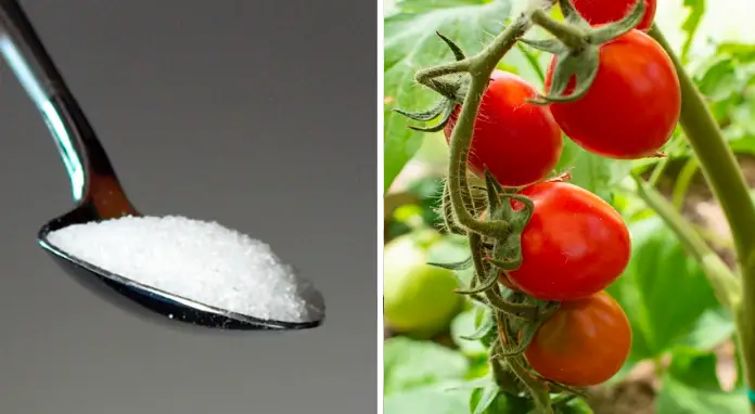 Los 7 mejores fertilizantes para tus tomates: ¡crecerán como nunca!