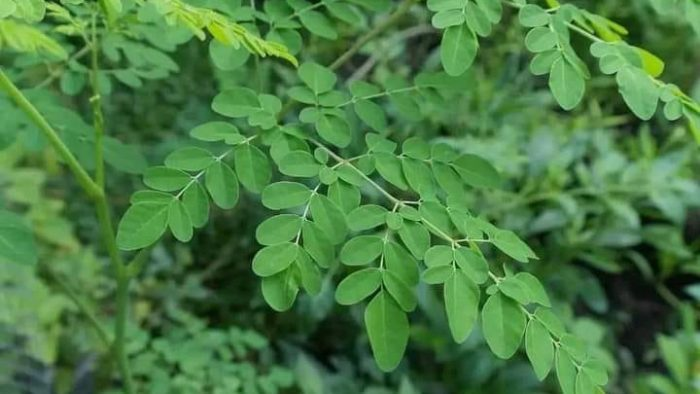 Los beneficios de la Moringa: un tesoro natural