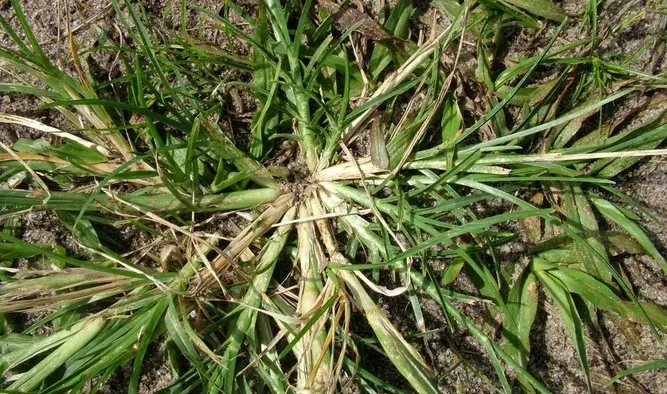 Los beneficios de la hierba oca: un tesoro poco conocido de nuestros jardines