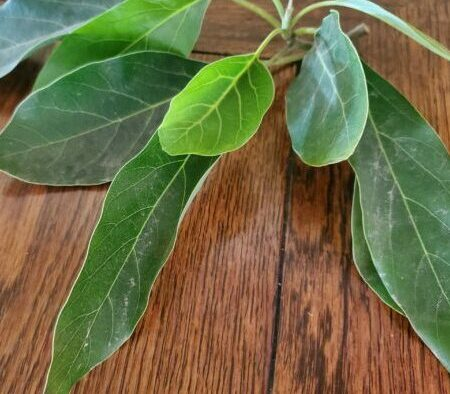 Los beneficios de las hojas de aguacate: un tesoro oculto para tu salud