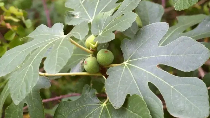 Los beneficios de las hojas de higuera y todas las formas de usarlas