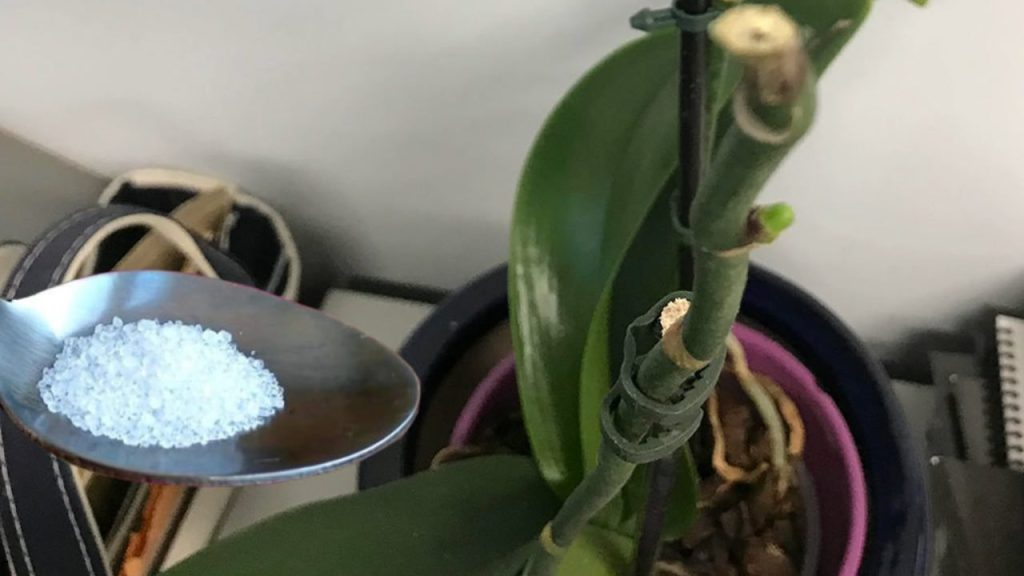 Los floristas siempre hacen este paso para tener orquídeas exuberantes durante meses