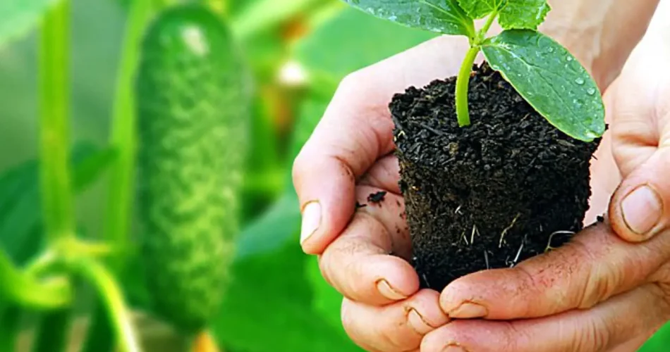 Los jardineros expertos lo hacen al plantar pepinos y obtienen una cosecha el doble de grande