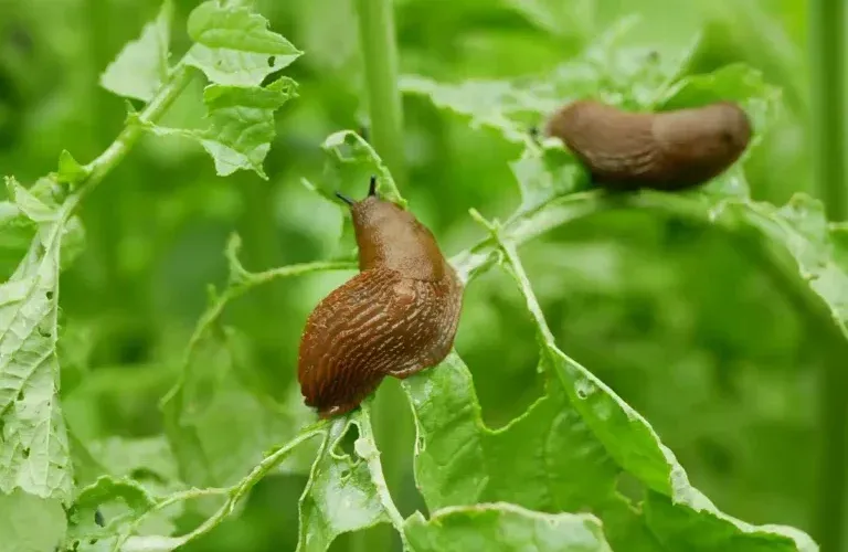 Los mejores remedios caseros para combatir las babosas