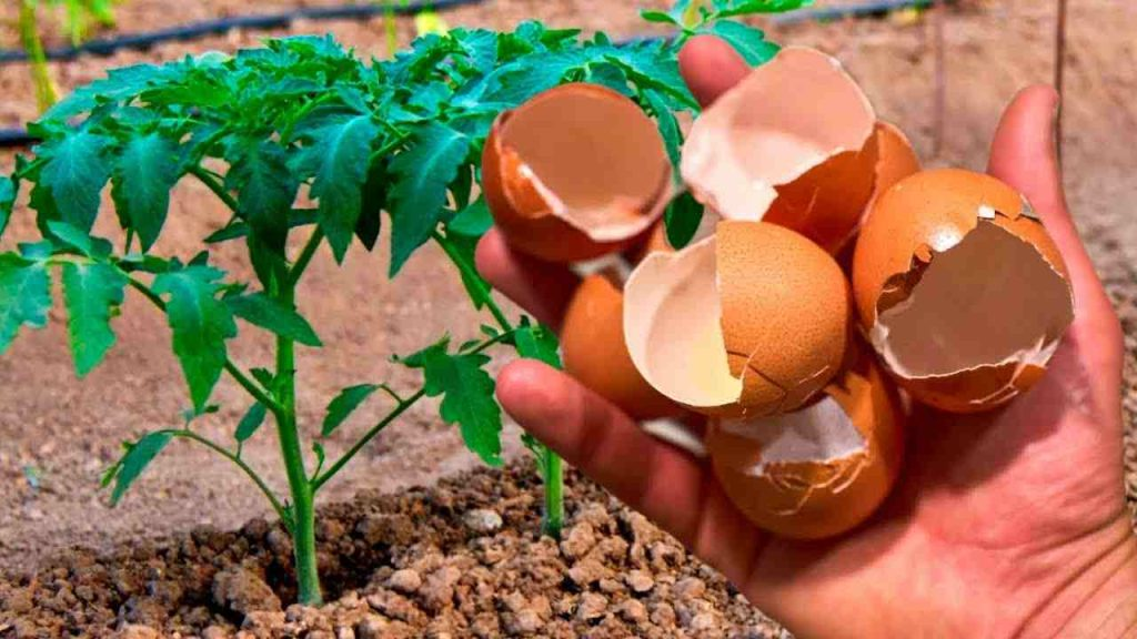 Los pepinos y los tomates crecerán continuamente gracias a este ingrediente natural.