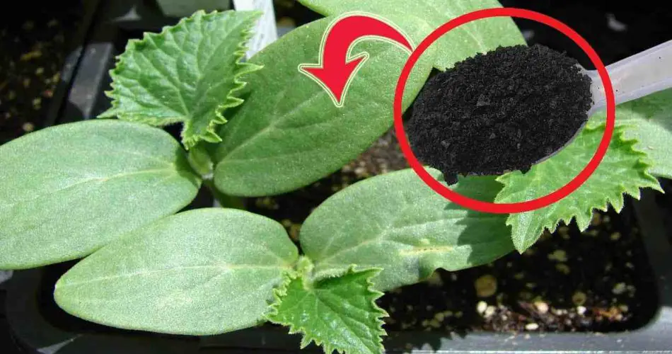 Los pepinos y tomates se han duplicado en 3 días con este paso – pruébelo ahora