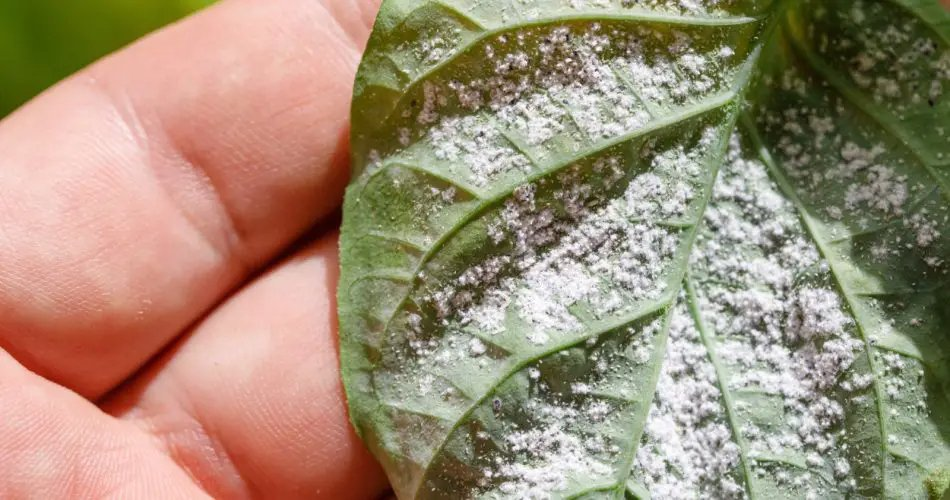 Los pulgones y las cochinillas desaparecen de inmediato con este pesticida natural