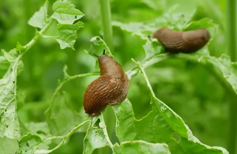 Los remedios caseros más efectivos para combatir los caracoles