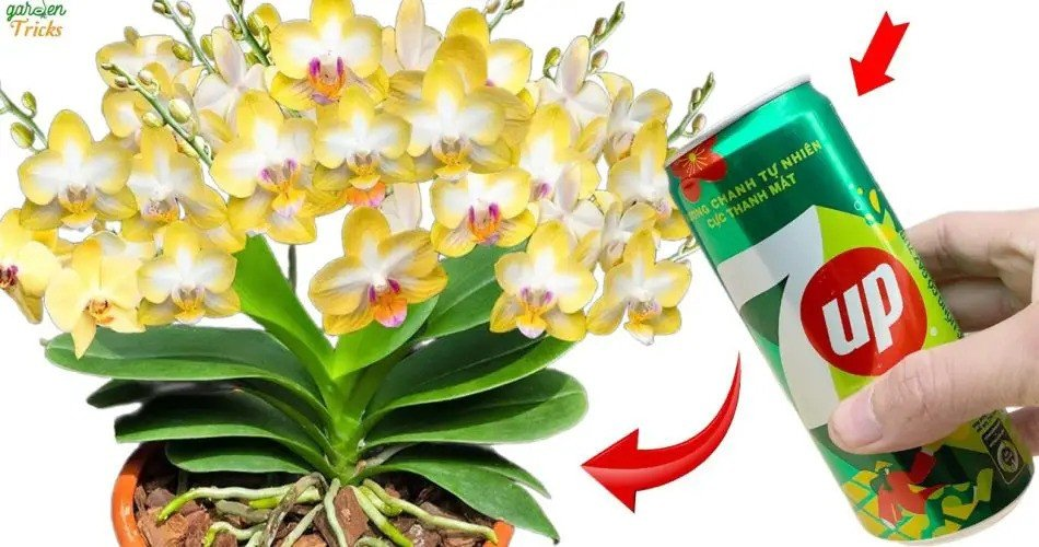 Magia de orquídeas: ¡Activa flores todo el año con una fórmula 7-Up!