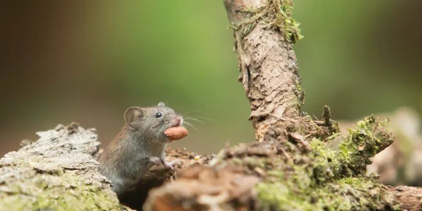 Mantenga los ratones fuera de casa con estas 3 plantas con flores coloridas y fragantes: dicen los expertos