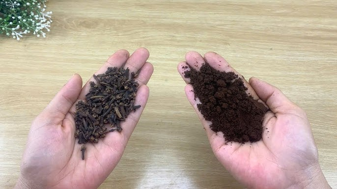 Mezcla los clavos de olor con vaselina: un secreto que nadie te revelará jamás.