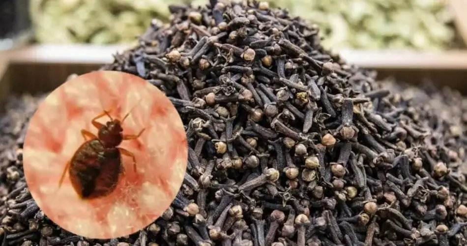 Mezcla poderosa de clavos de olor para combatir las chinches de cama